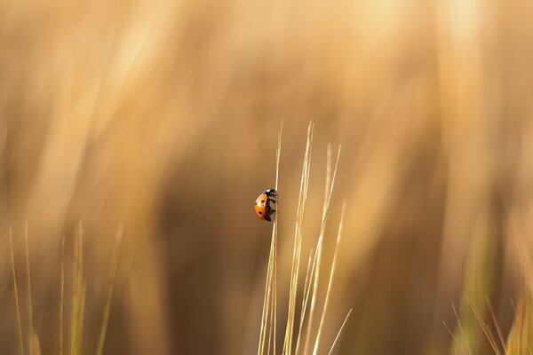 Marienkäfer auf einem gelben Grassprossen