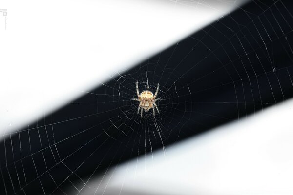 A spider weaves a thin web