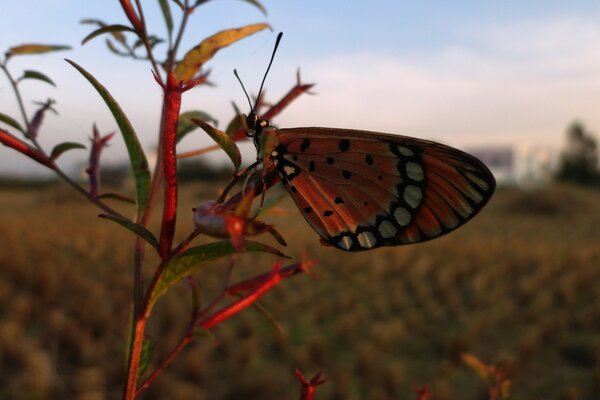 Mały motyl z bliska na tle promieni słońca