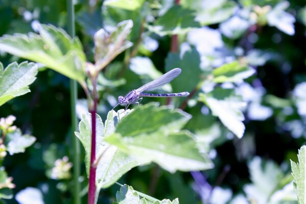 Libelle ist kein grünes Blatt des Baumes