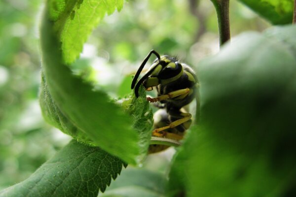 Insect wasp on a leaf