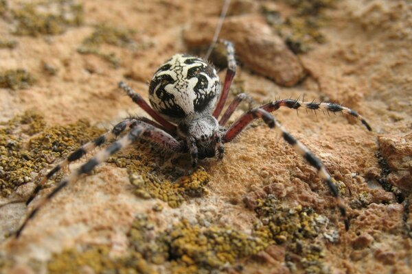 Spinne kriecht in der Natur durch den Sand