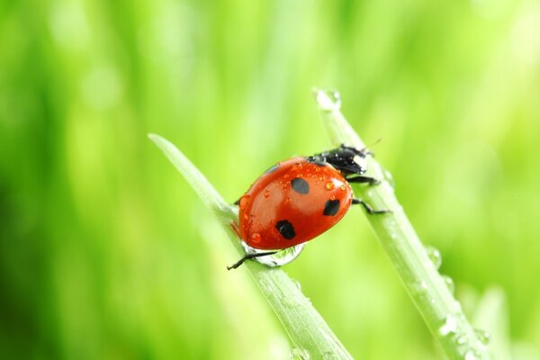 Insetto coleottero coccinella in natura