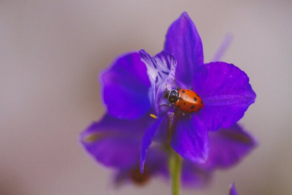 Coccinella su un fiore blu