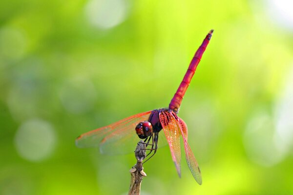 Insetto libellula seduto su una foglia