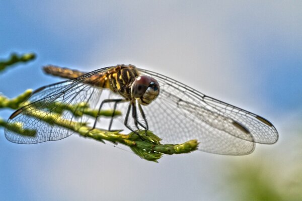 La libellula si prepara a decollare magnificamente