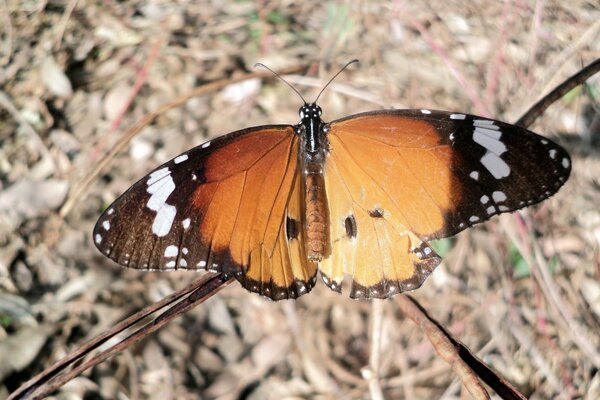 Naturaleza: mariposa con alas grandes