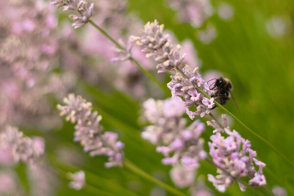 Natura: fiori, insetti ed erba verde