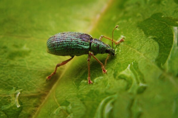 Insecto escarabajo sentado en una hoja