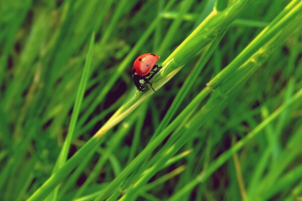 Marienkäfer auf einem Blatt Gras