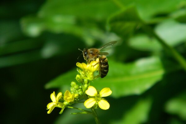 Bee on a flower nature green background