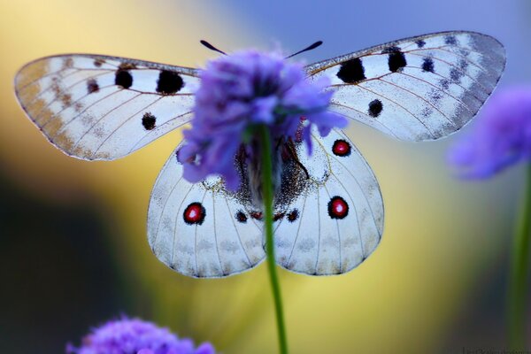 Piękny biały motyl na fioletowym kwiatku