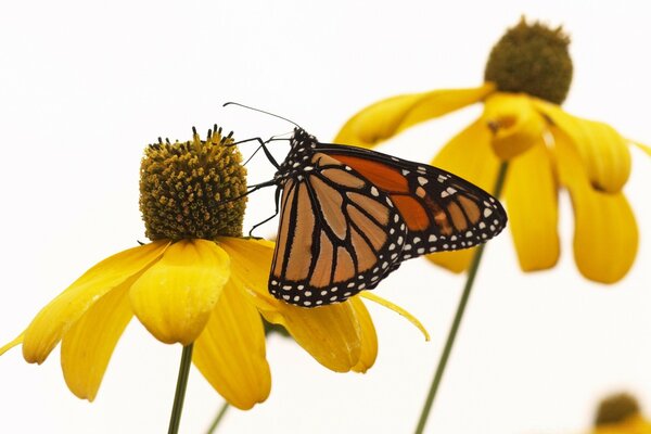 Lato, ładna pogoda-motyl na kwiatku