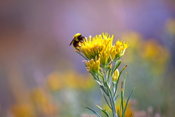 A bumblebee is sitting on a yellow dandelion