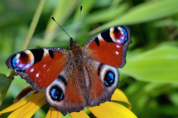 Papillon délicat sur une fleur jaune