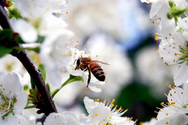 Обои природа сидит пчела на цветке