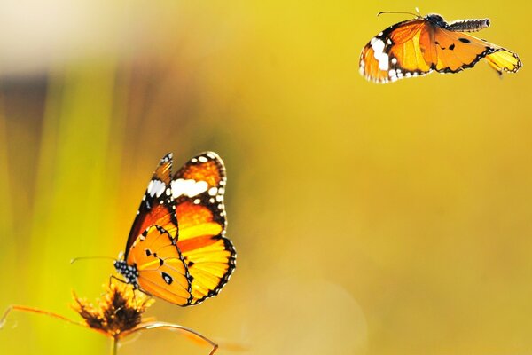 Dos mariposas salieron al mediodía