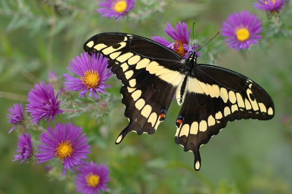 Piękny motyl i fioletowe kwiaty