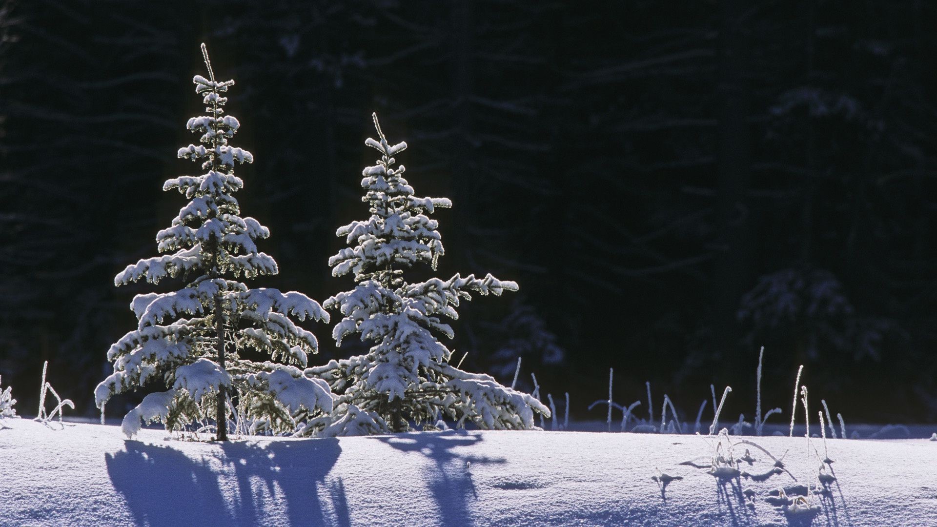 invierno nieve frío escarcha navidad congelado temporada hielo árbol naturaleza helada tiempo blanco como la nieve madera paisaje pino al aire libre