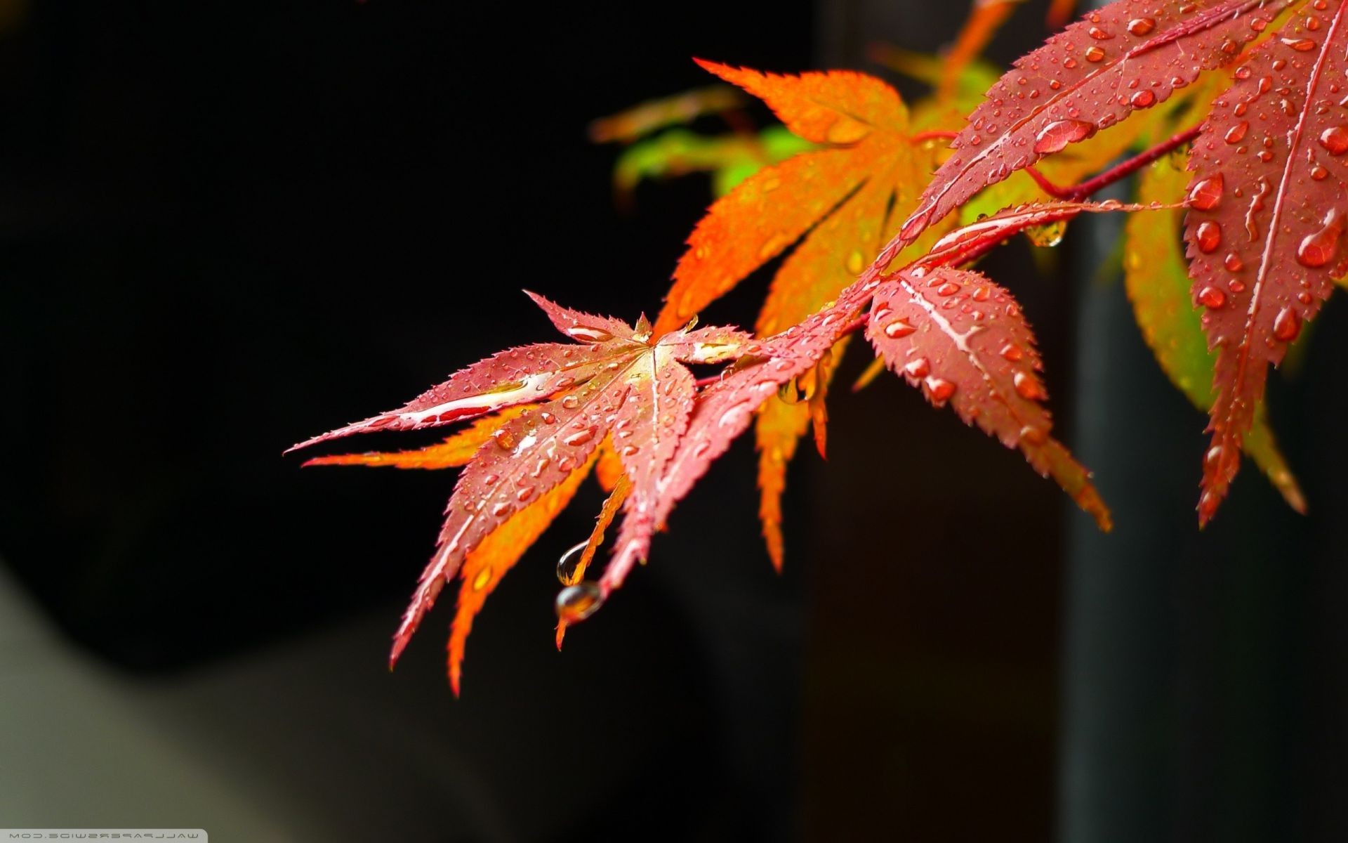 hojas hoja otoño naturaleza flora brillante al aire libre arce luz color temporada árbol madera