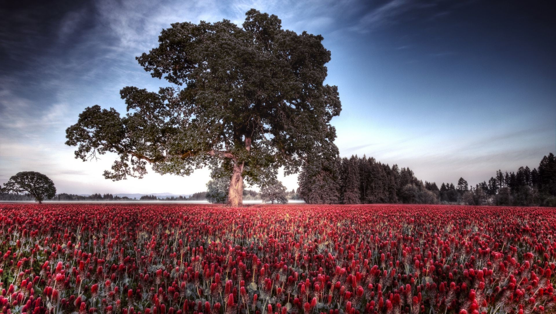 fleurs paysage fleur champ poppy arbre à l extérieur agriculture terres cultivées parc tulipe