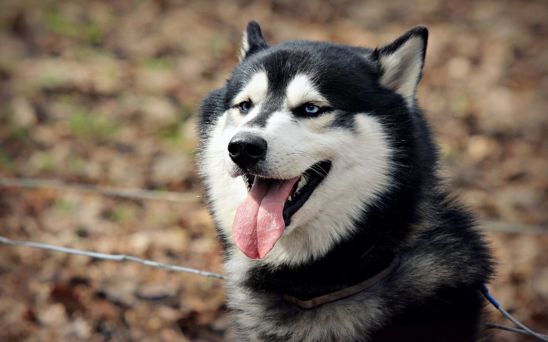 psy pies ssak portret kynolog śliczne zwierzę pet futro widok oko wilk szczeniak domowe