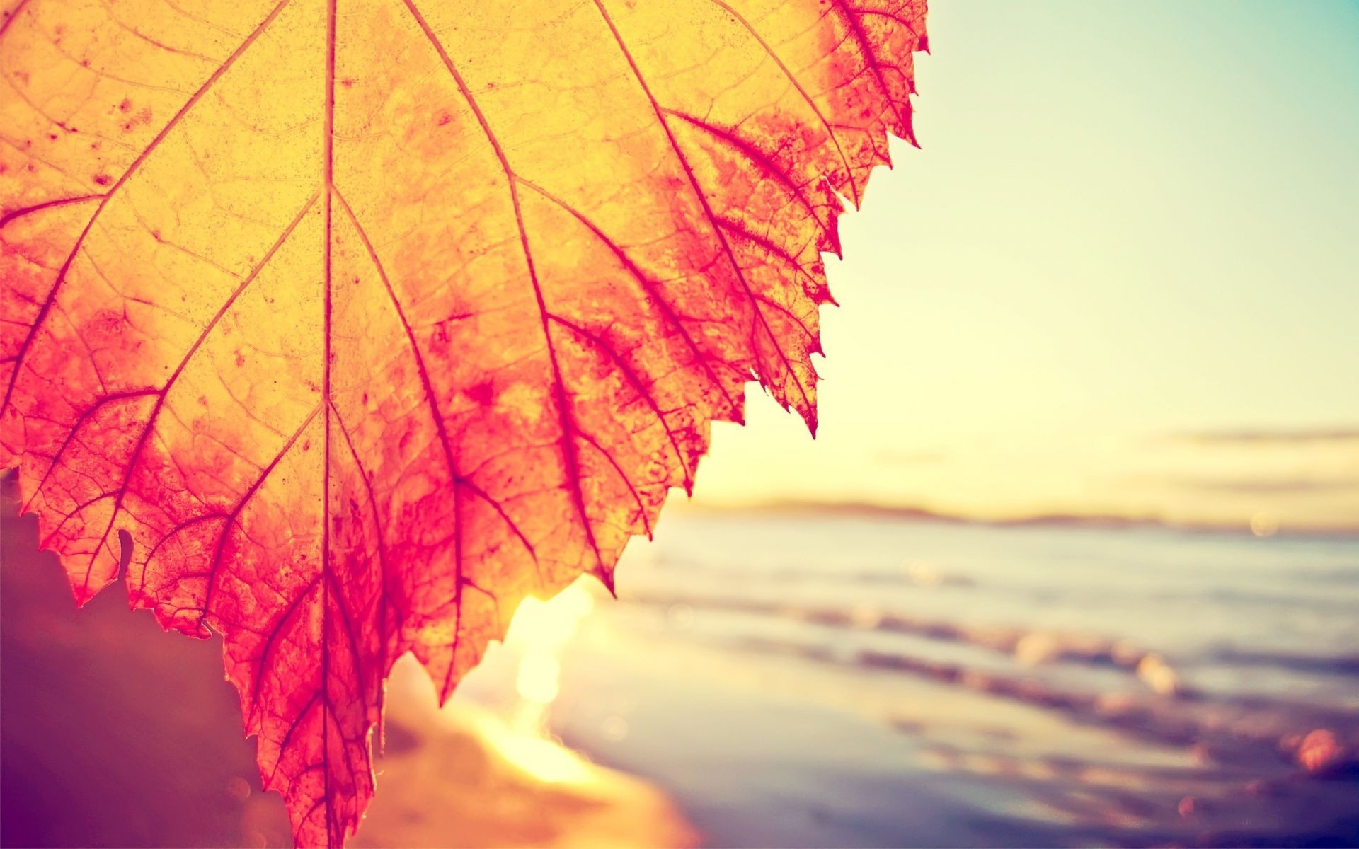 blätter herbst blatt ahorn natur hell farbe desktop baum flora im freien licht saison veränderung wachstum