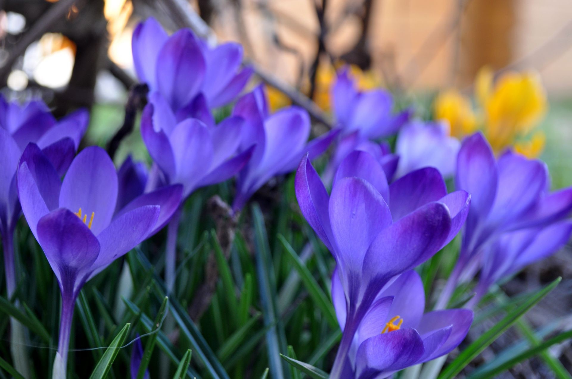 fleurs fleur nature crocus flore pâques jardin feuille bluming floral pétale saison couleur violet croissance parc été herbe lumineux bouquet