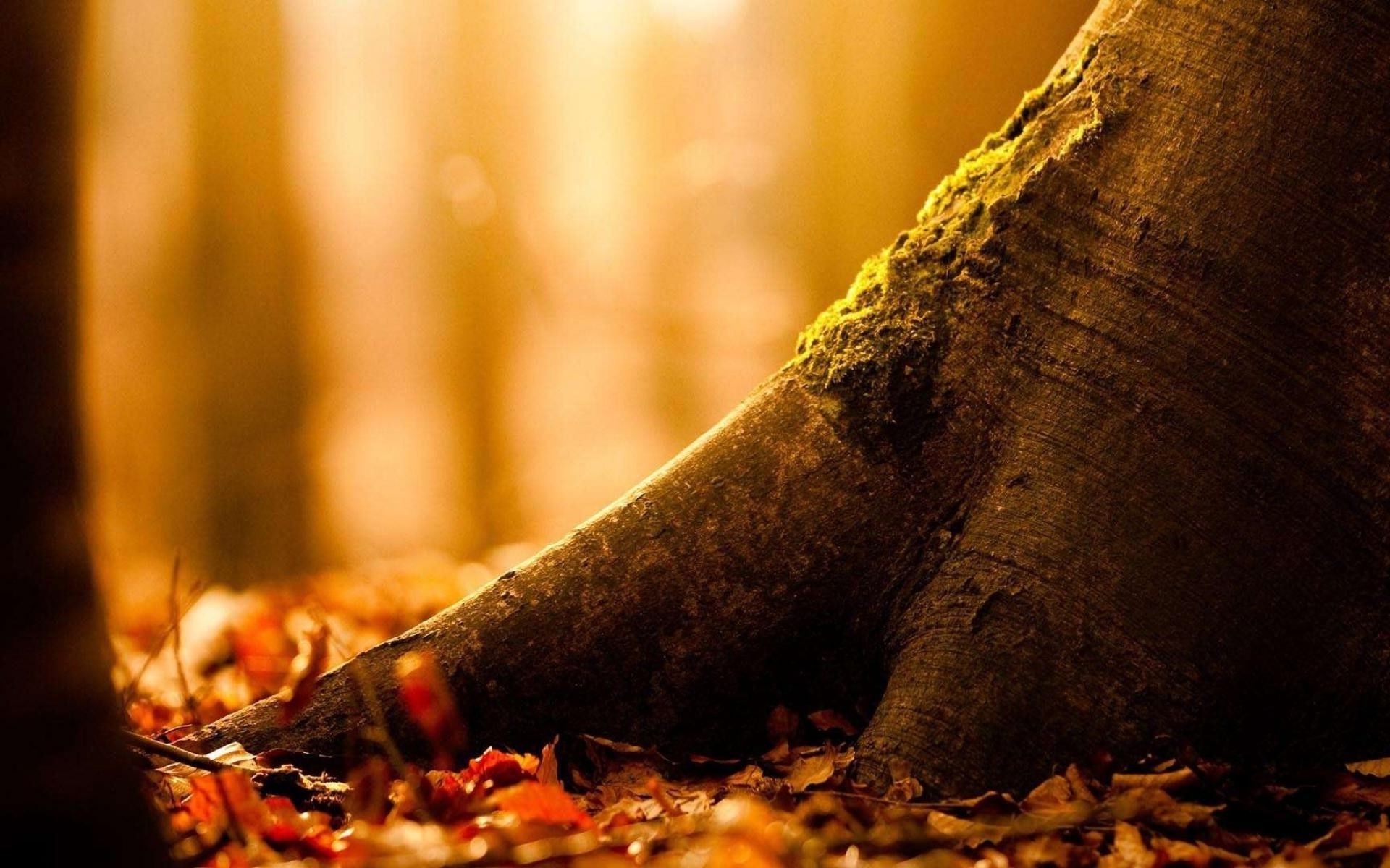 hojas otoño madera comida desenfoque naturaleza hoja naturaleza muerta uno