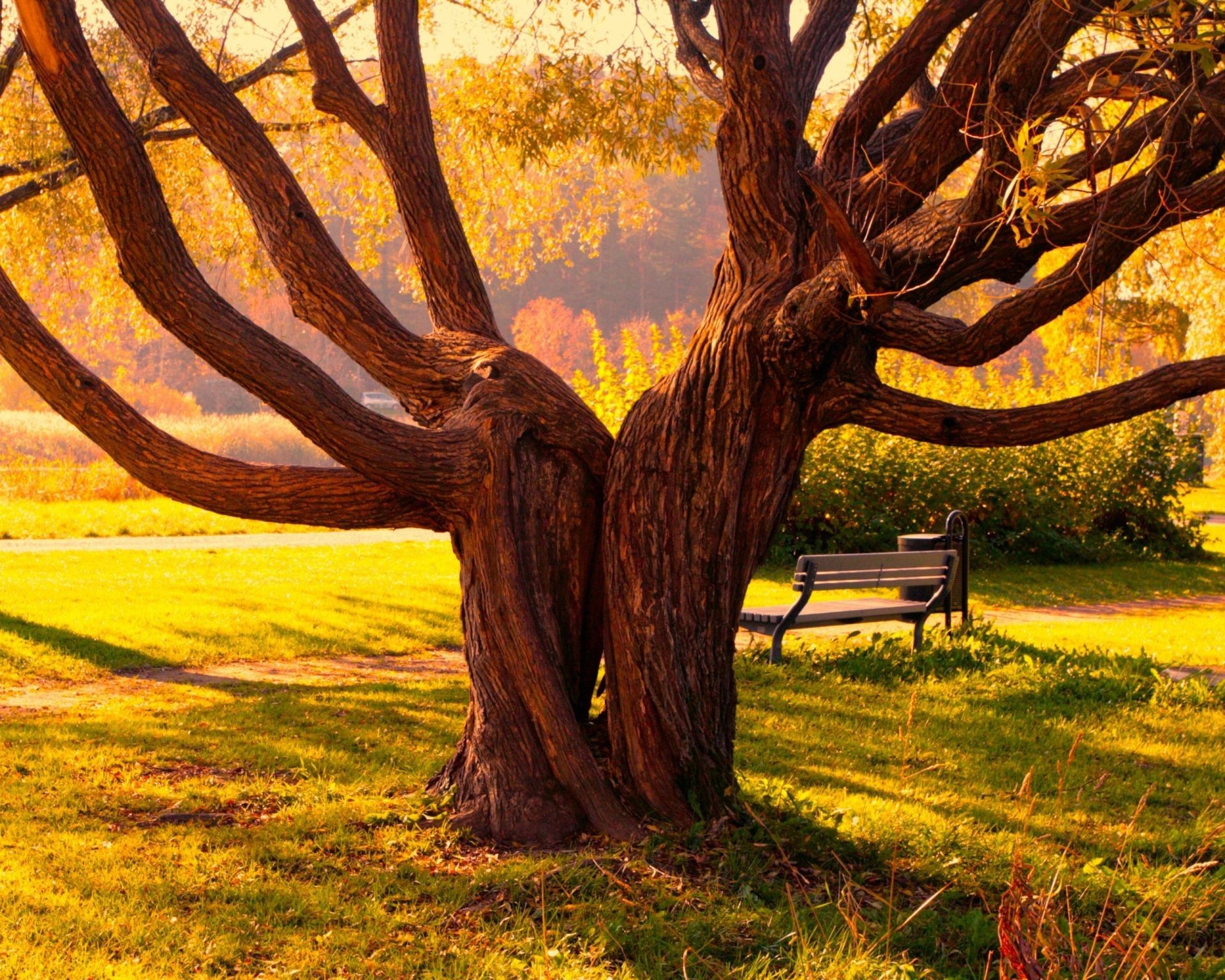 trees tree wood nature landscape fall park leaf outdoors sunset flora trunk dawn color travel light