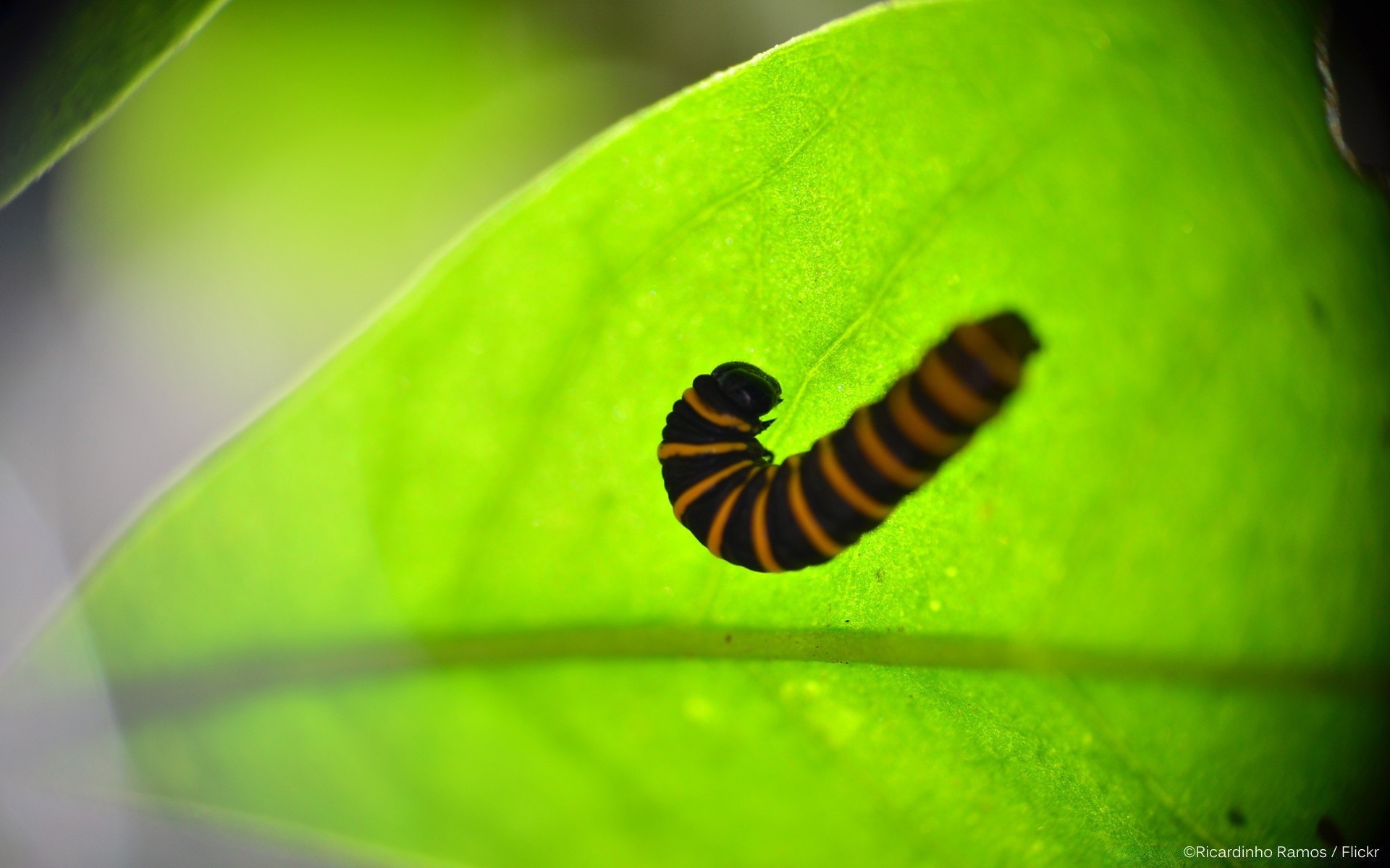 insetos inseto folha biologia natureza invertebrados borboleta lagarta larva ao ar livre flora mariposa jardim