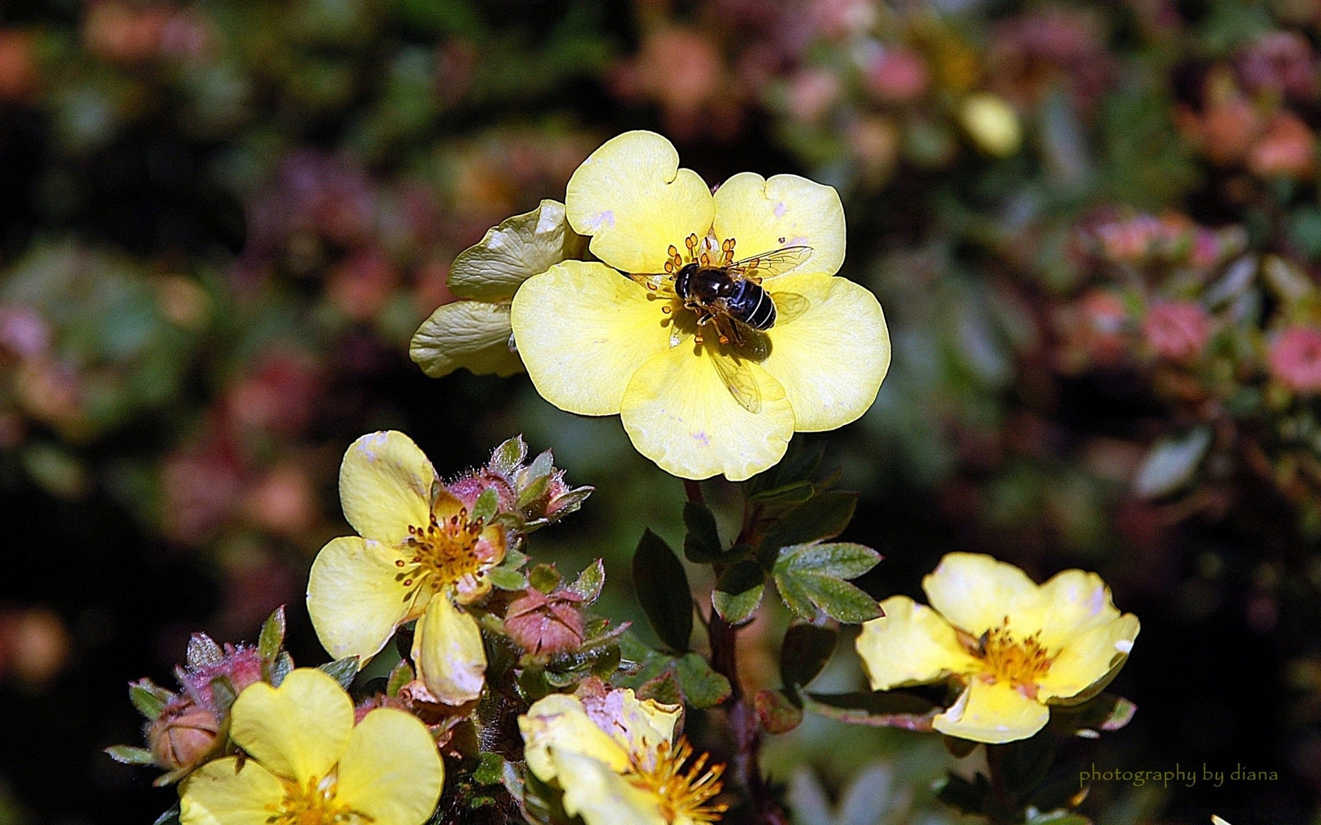 insectes fleur jardin nature flore bluming feuille floral pétale couleur à l extérieur rose été croissance