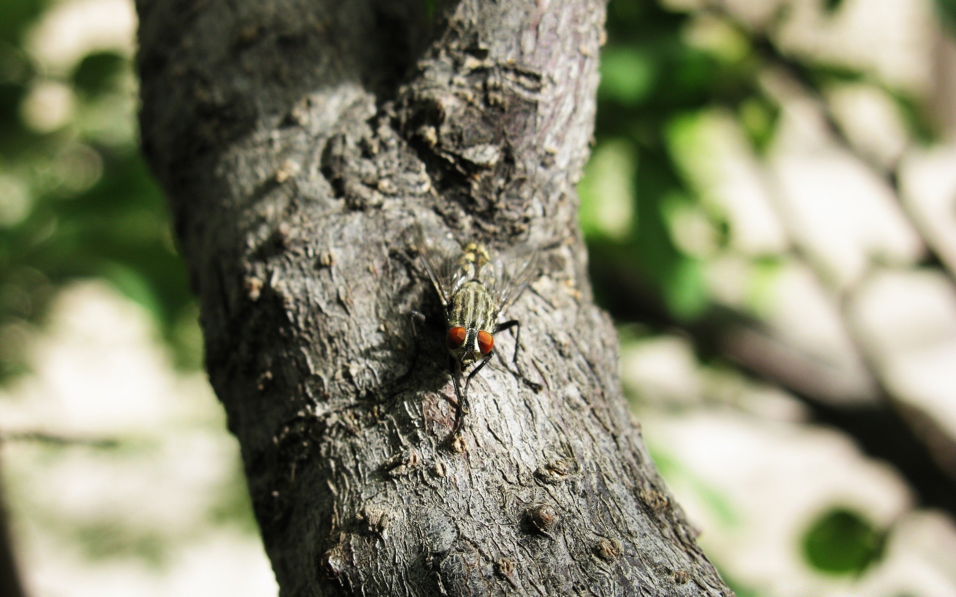 insectos insecto árbol vida silvestre invertebrados madera naturaleza al aire libre escarabajo medio ambiente animal corteza luz del día primer plano