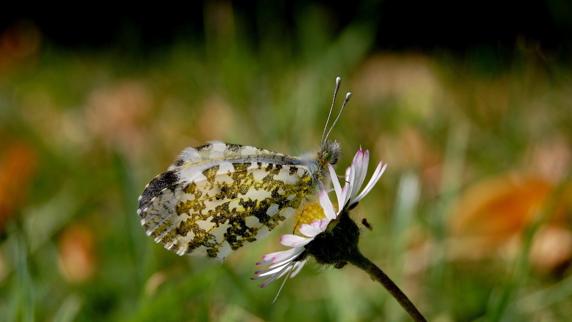 borboleta natureza inseto flor verão ao ar livre grama jardim flora voar folha selvagem close-up animal abelha pouco brilhante feno asa