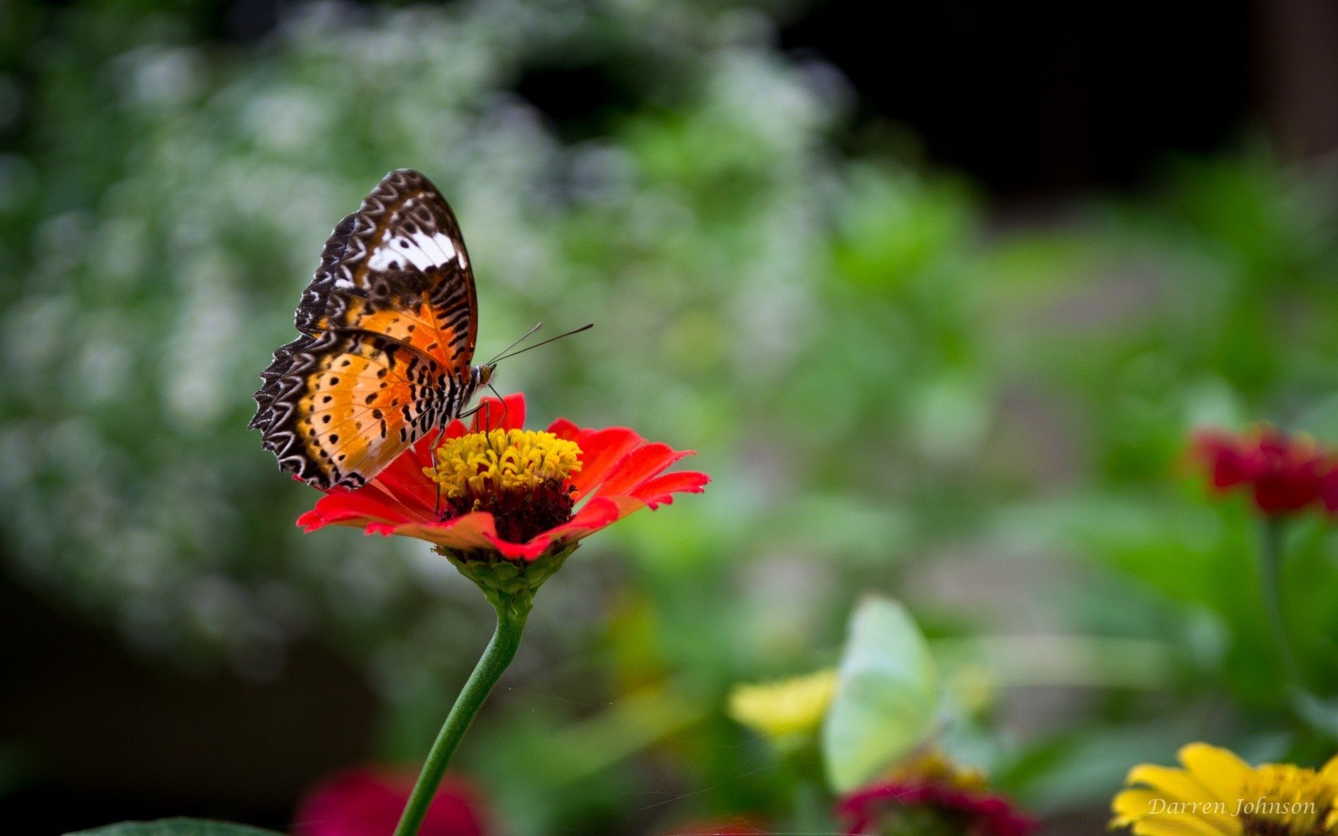 insectes nature fleur été insecte papillon à l extérieur jardin flore feuille lumineux couleur croissance beau temps gros plan beau