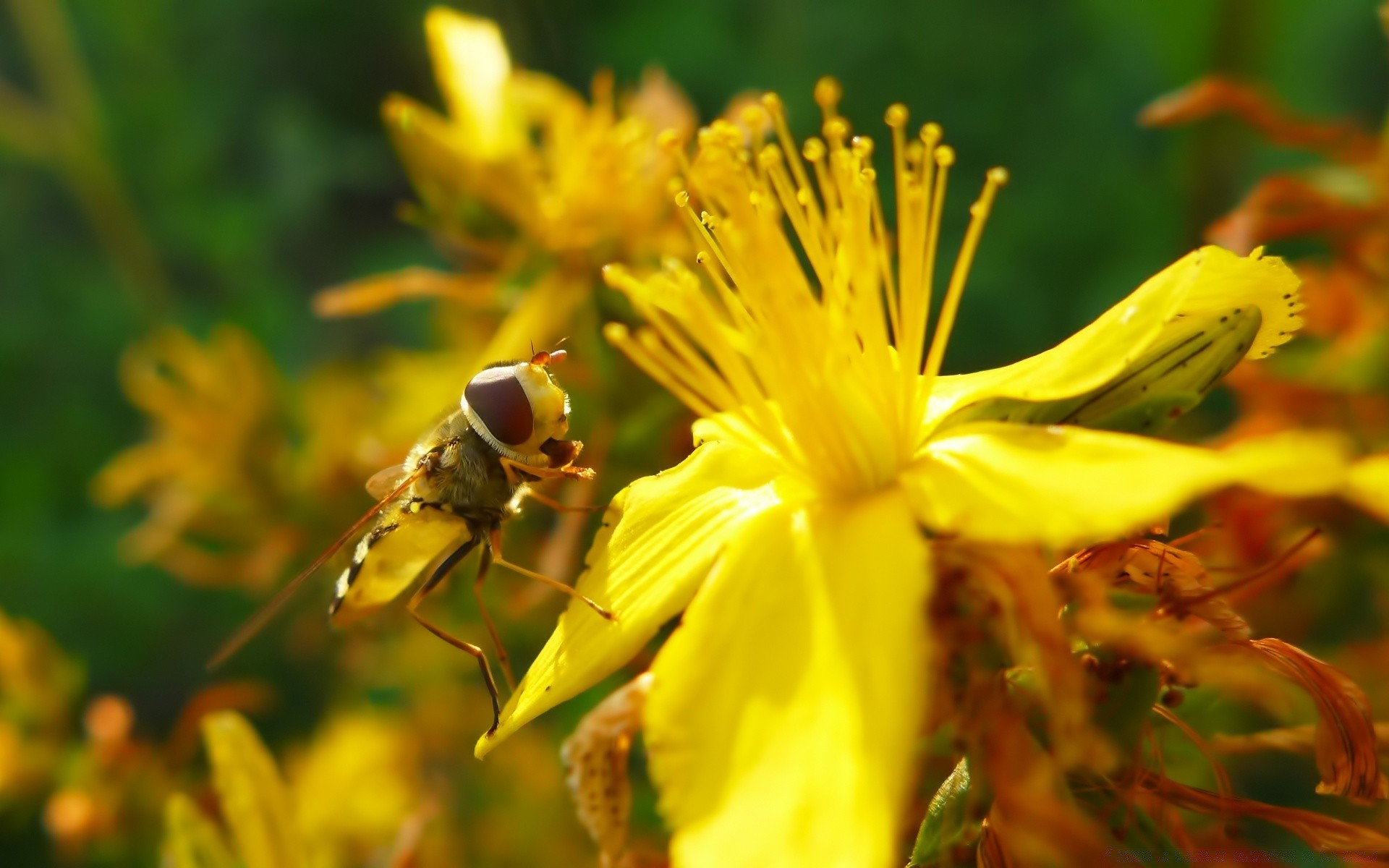 insectes insecte nature abeille feuille fleur miel à l extérieur flou pollen été pollinisation invertébrés flore abeilles jardin