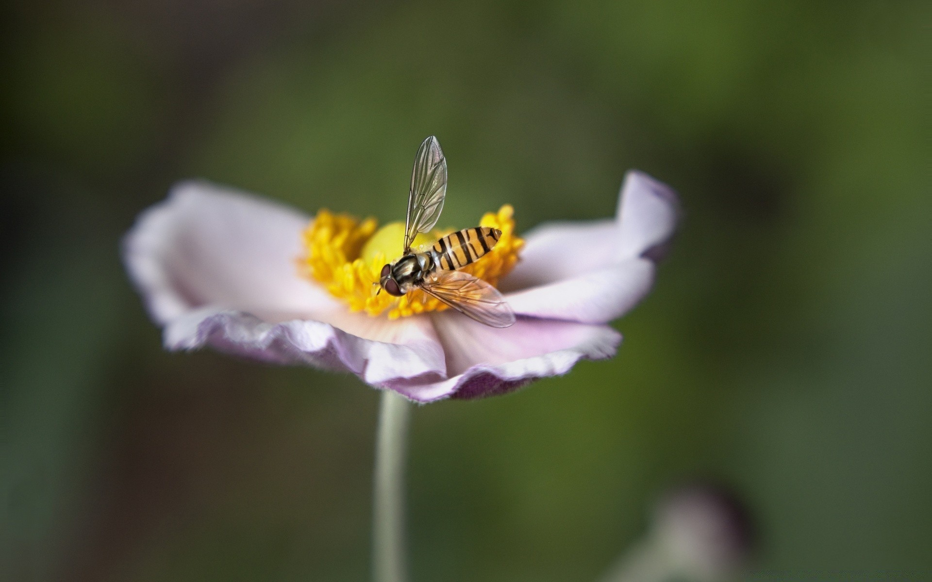 insectos naturaleza insecto abeja flor polen verano salvaje al aire libre flora miel hoja polinización néctar