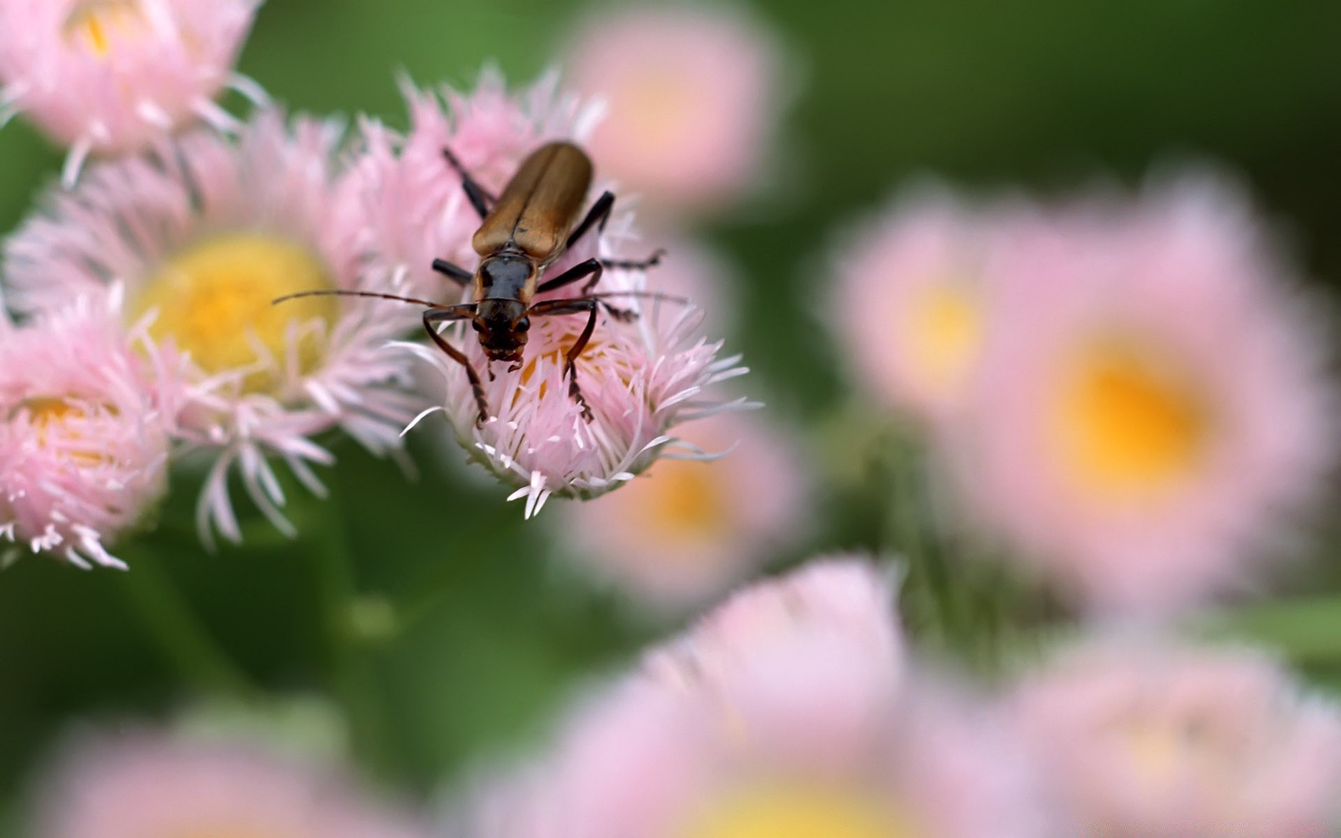 insects nature summer flower flora garden bright leaf close-up color outdoors pollen season insect grass