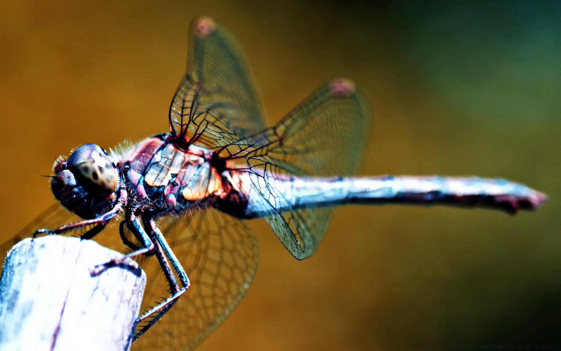 insects dragonfly insect invertebrate wildlife animal nature fly wing outdoors daylight