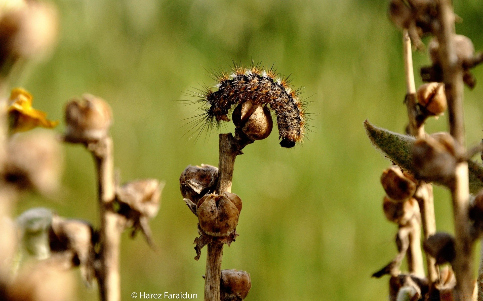 insetti natura all aperto foglia fauna selvatica insetto piccolo flora