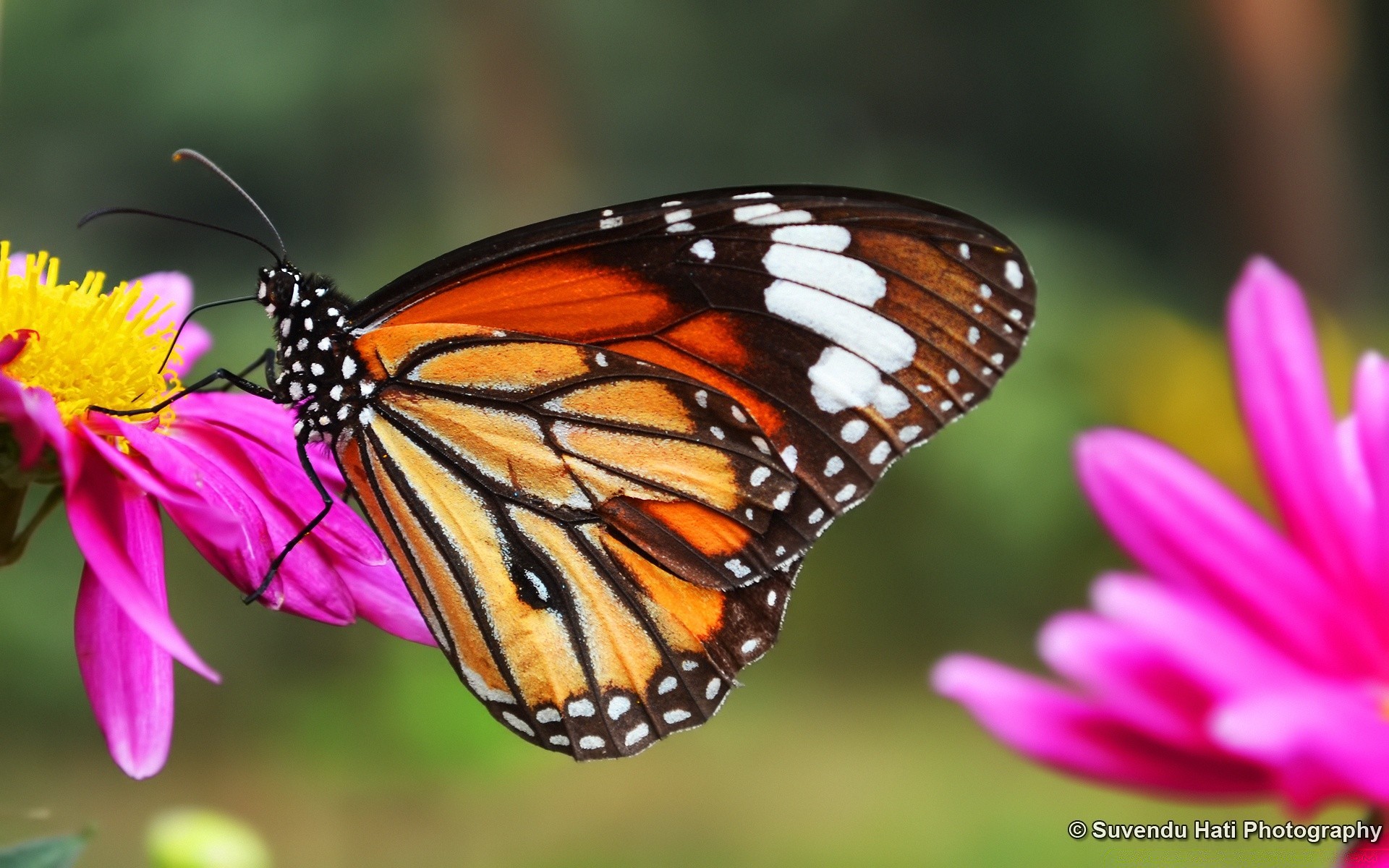 owady motyl natura owad lato na zewnątrz kwiat jasny delikatny skrzydło ogród przyroda monarch flora liść dość lepidoptera piękne zwierzę tropikalny