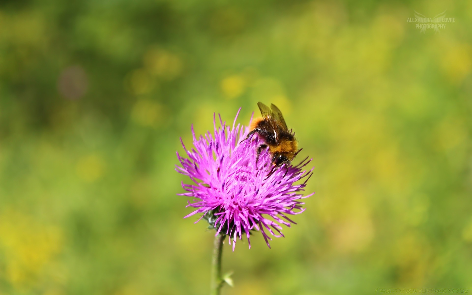 insectes nature insecte fleur été à l extérieur sauvage abeille flore jardin herbe foin gros plan feuille chardon miel pollen