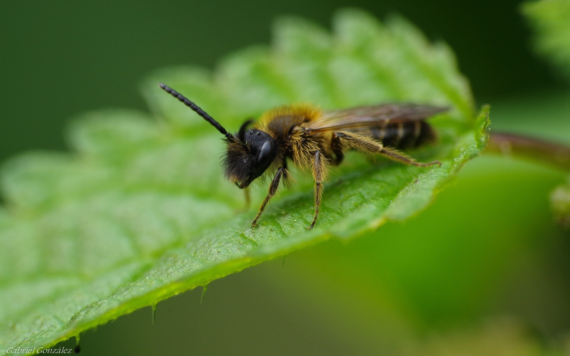 insects bee insect nature honey outdoors pollen honeybee wasp leaf fly