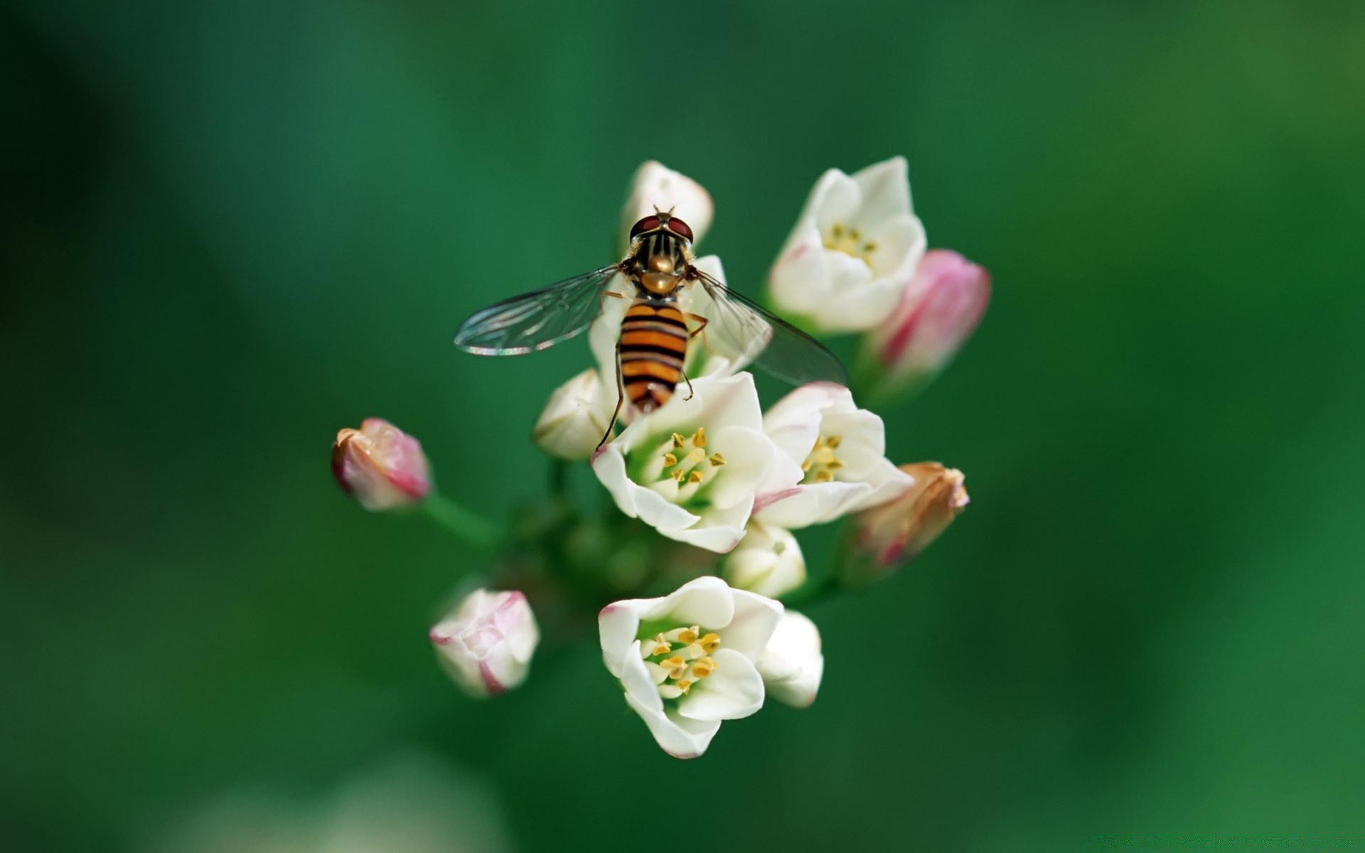 schmetterling natur insekt blume im freien sommer blatt wenig biene