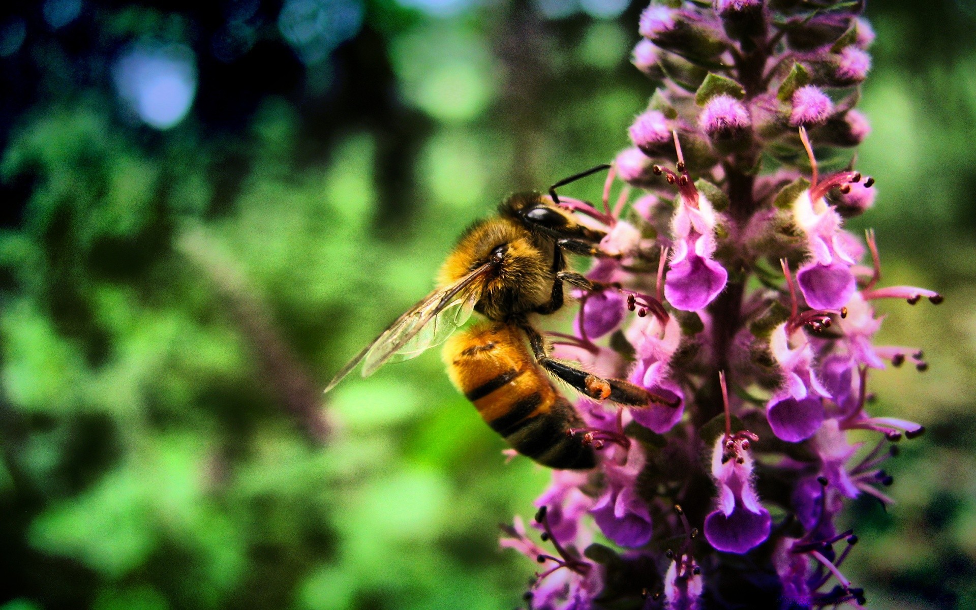 insects bee nature insect honey outdoors pollen honeybee flower pollination bumblebee summer wasp garden wild leaf flora nectar