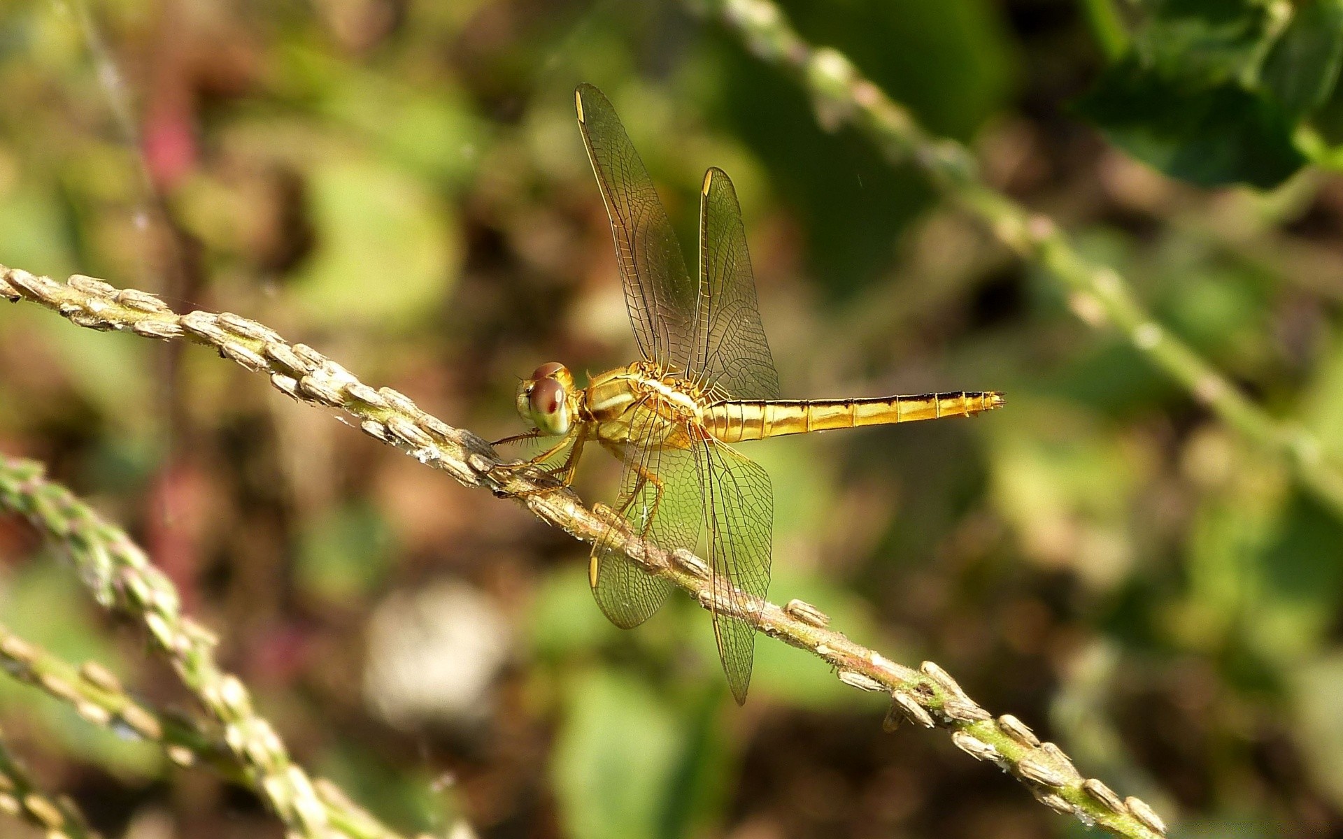 insects dragonfly insect nature animal wildlife outdoors invertebrate fly close-up wing wild garden flora damselfly summer grass color