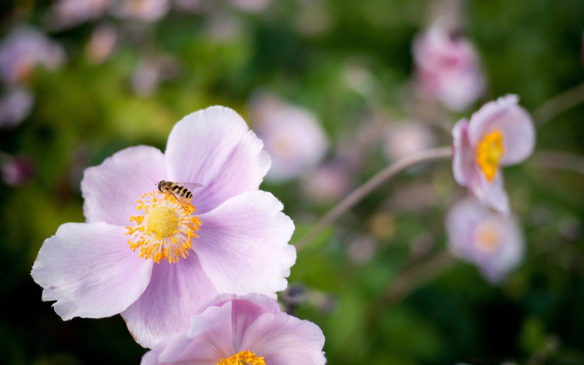 owady kwiat natura flora ogród lato liść płatek bluming wzrost jasny kwiatowy kolor na zewnątrz