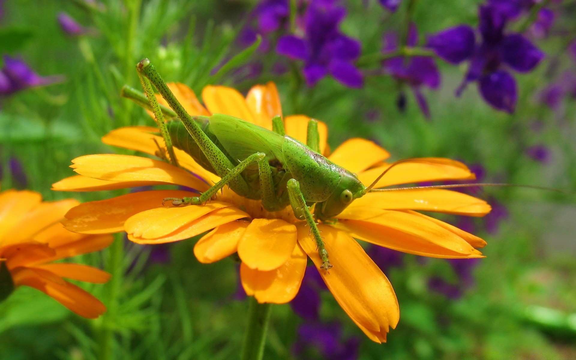 insekten natur blume sommer blatt garten im freien flora insekt hell blütenblatt farbe wachstum gras blumen wild blühen gutes wetter