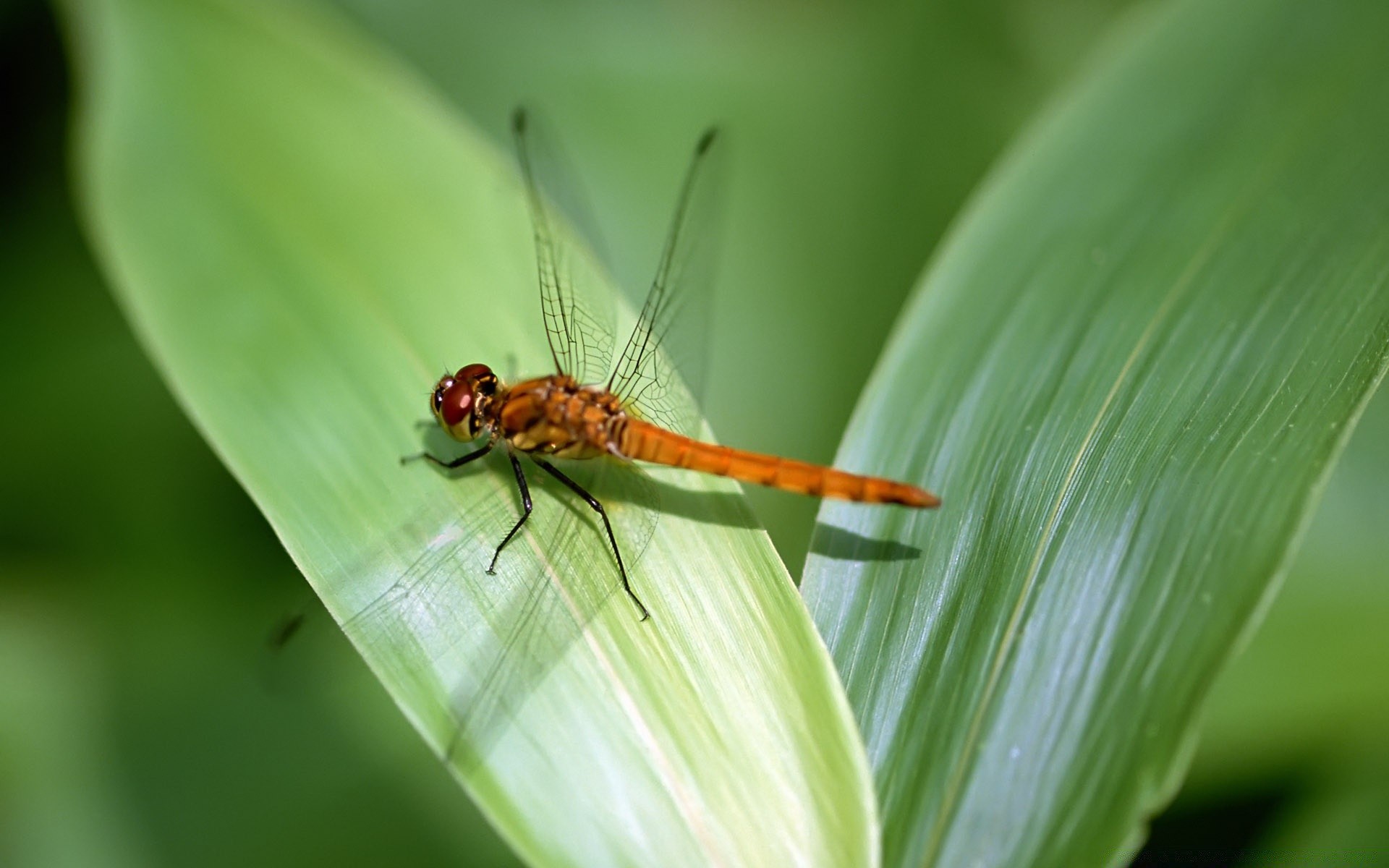 insects insect dragonfly nature wildlife animal outdoors leaf garden