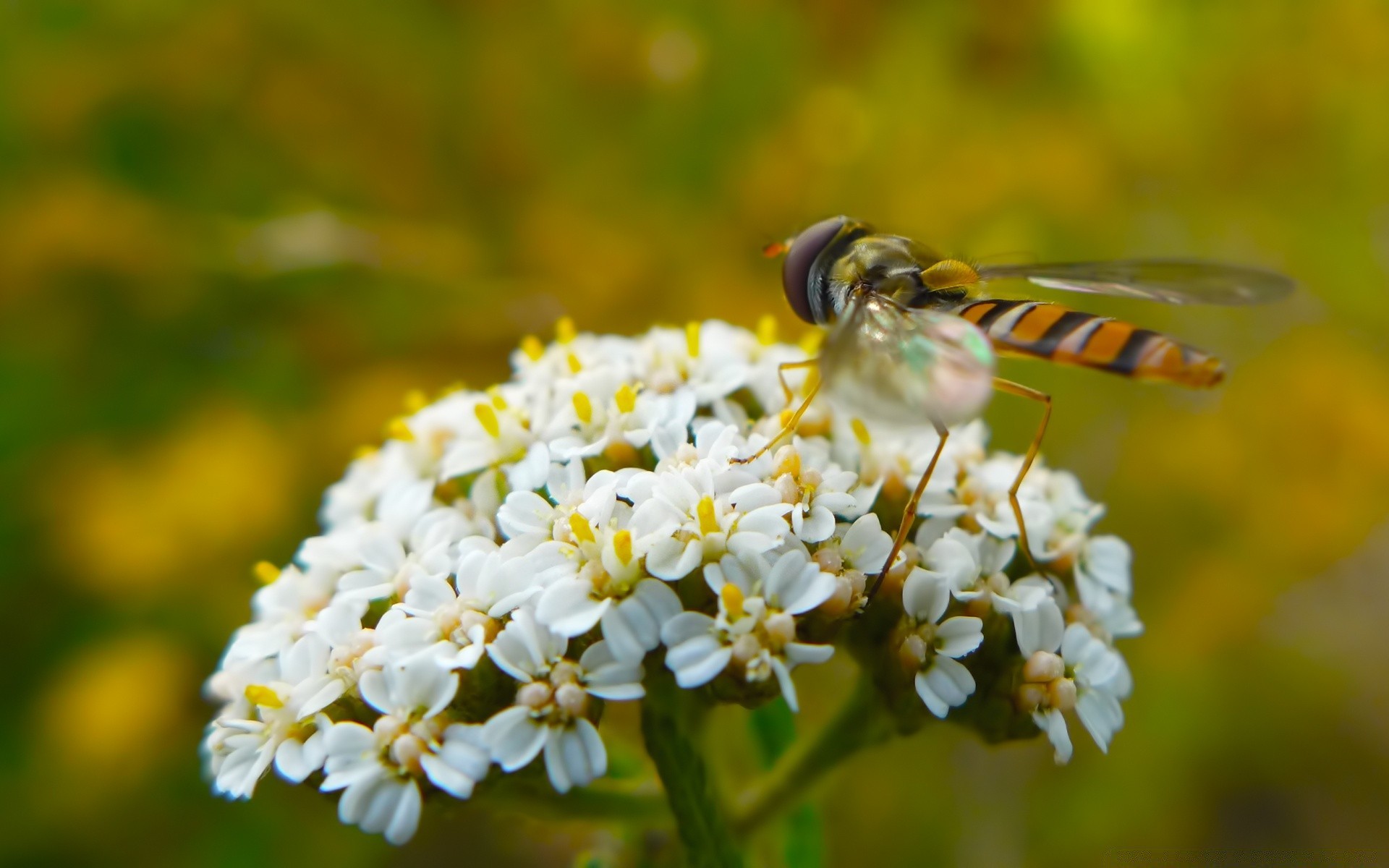 owady owad natura kwiat pszczoła na zewnątrz lato latać flora pyłek dziki nektar zapylanie liść ogród zbliżenie mały